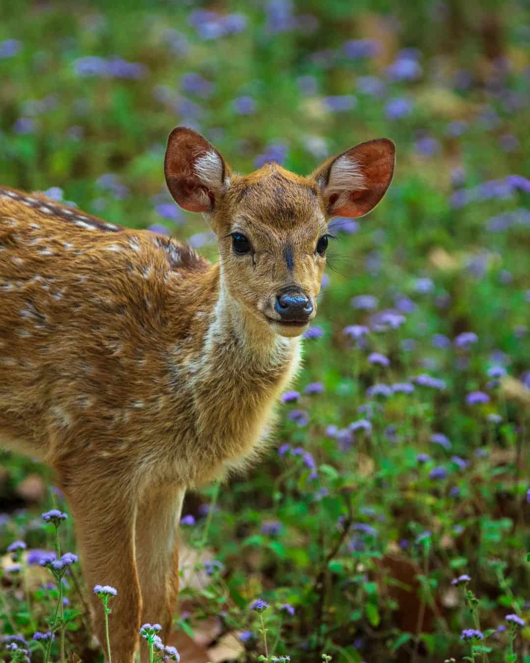 What is a deer calf?