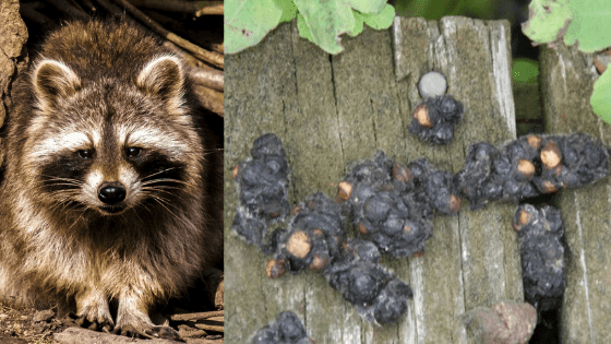 What should you do if you find raccoon poop on your property