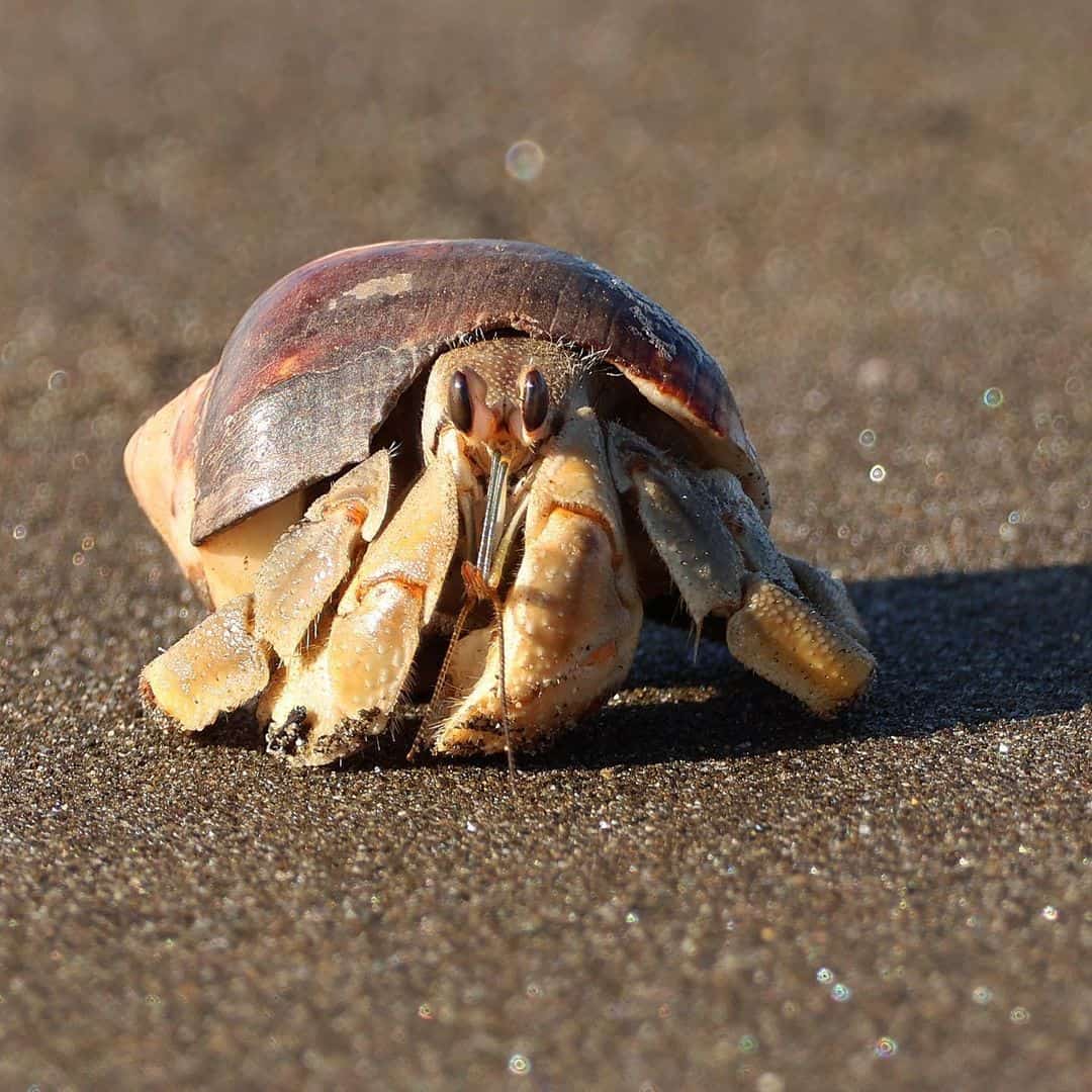 What to do when your crab is molting