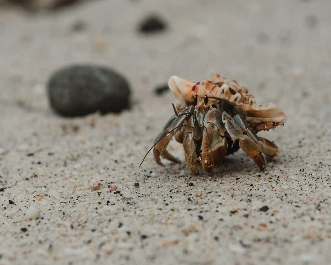What to do when your crab pinches you