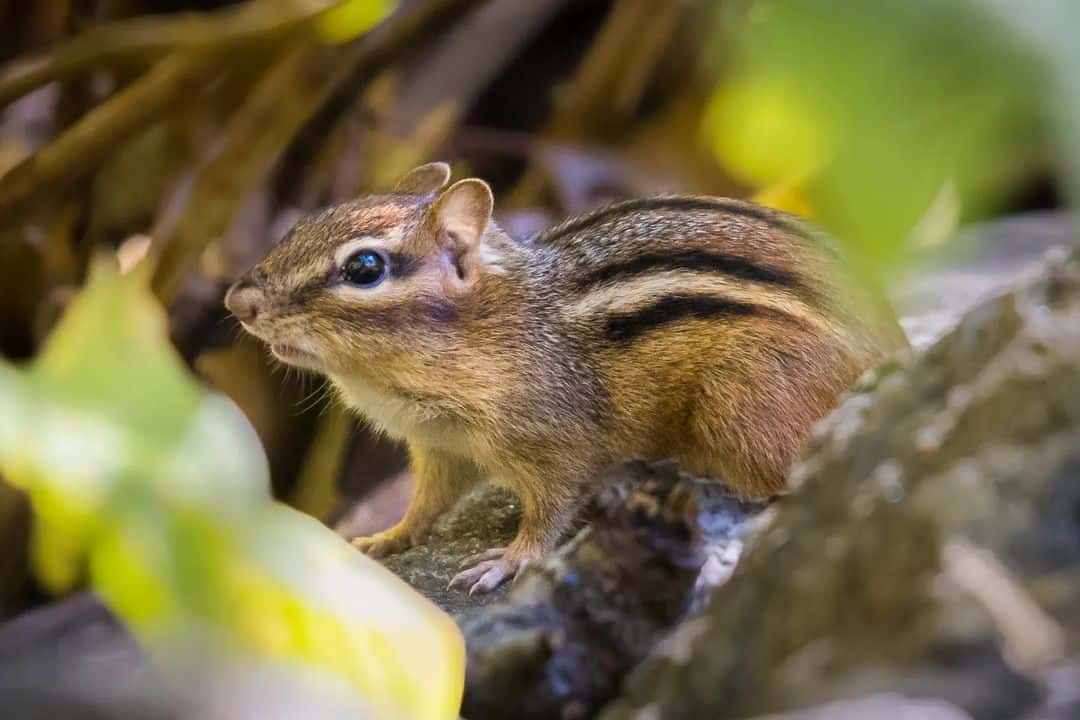 Why Are Chipmunks Invading My Home?