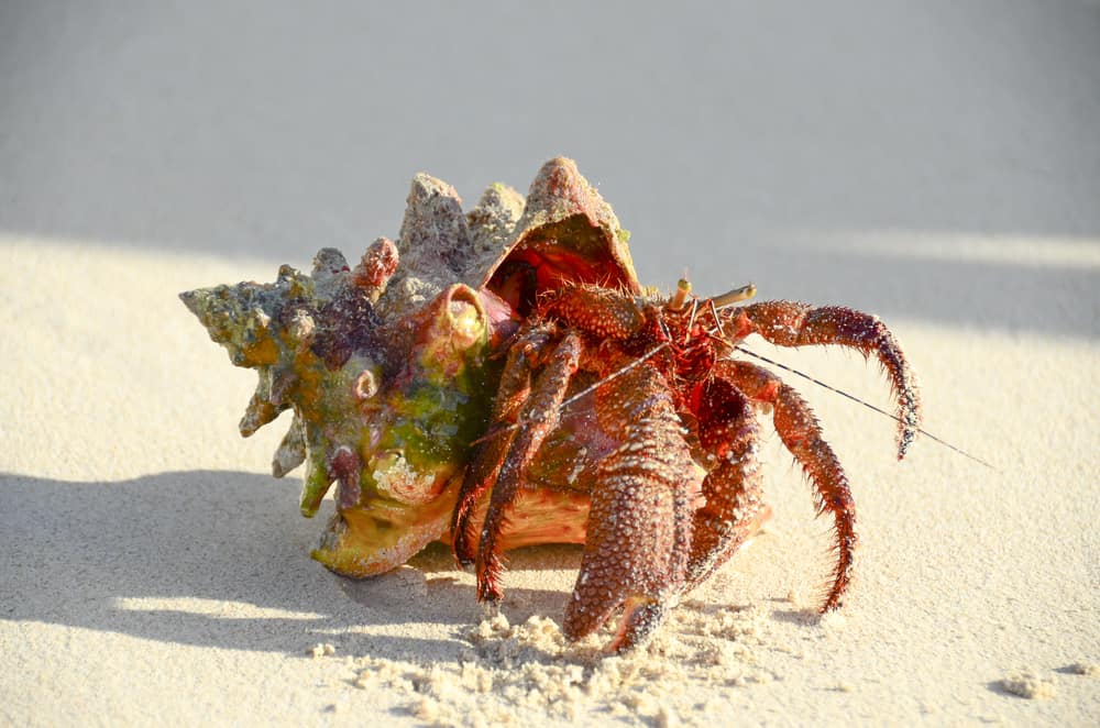 how big do hermit crabs get