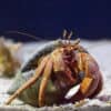 how long do hermit crabs live