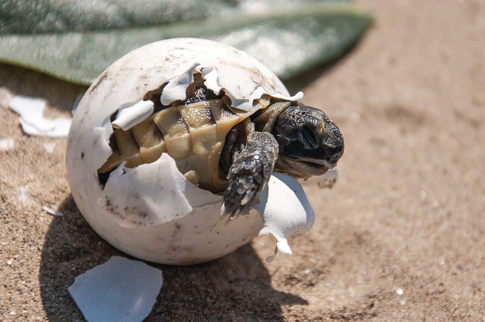 how long does it take for turtle eggs to hatch