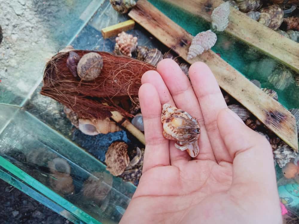 how to take care of hermit crabs