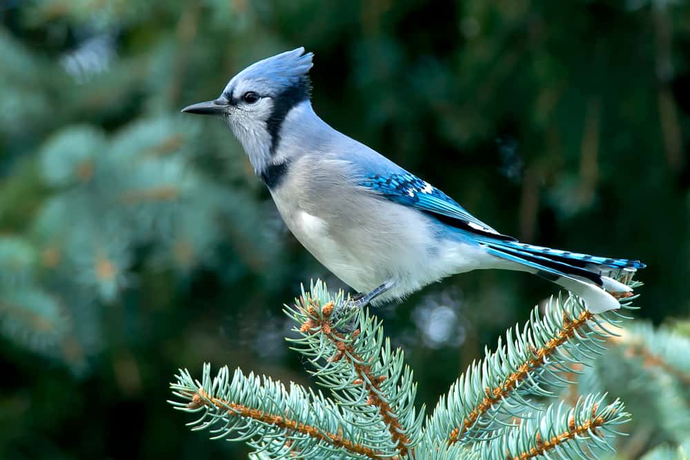 what does it mean when a blue jay visits you