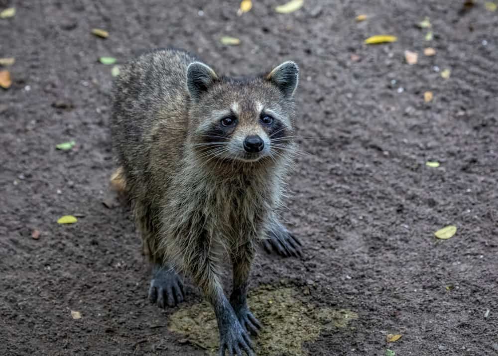 what does raccoon poop look like