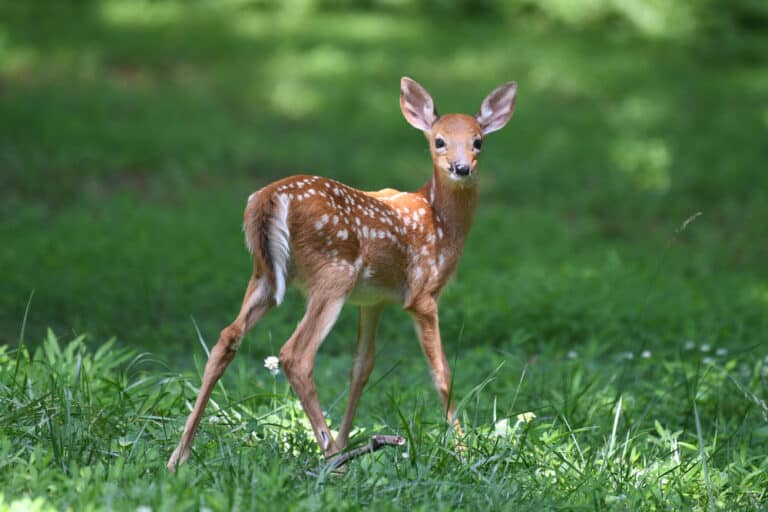 what is a baby deer called