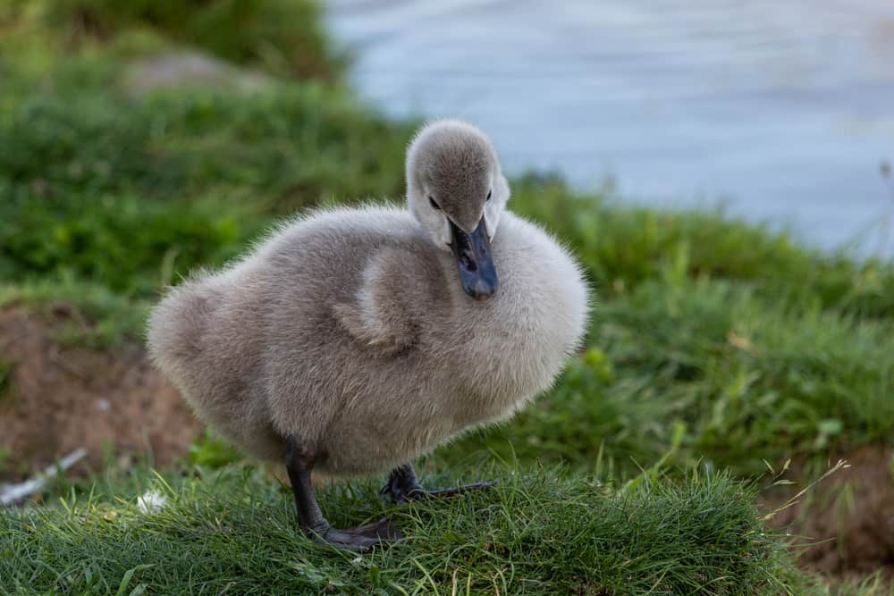 what is a baby swan called