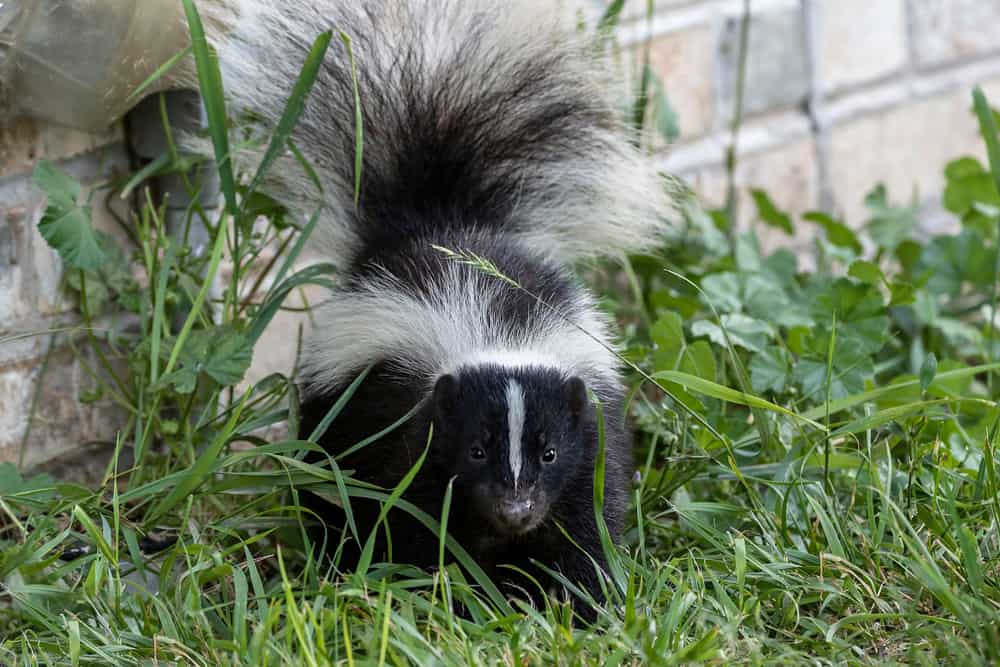 what sound does a skunk make