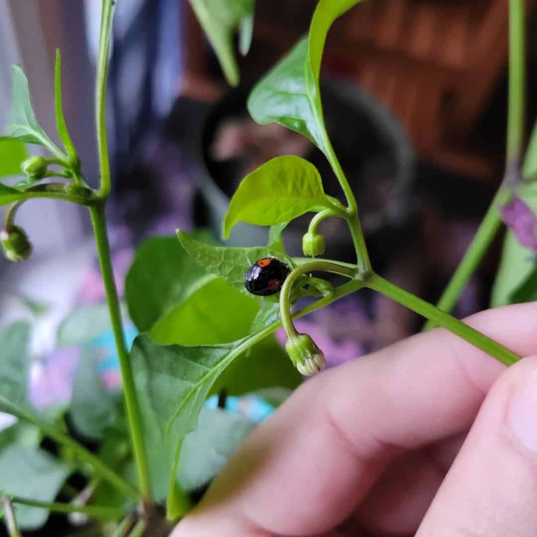 Are All Ladybugs Beneficial?