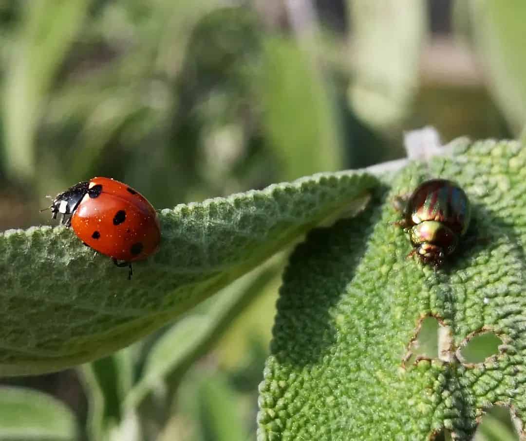 Benefits of the Ladybug