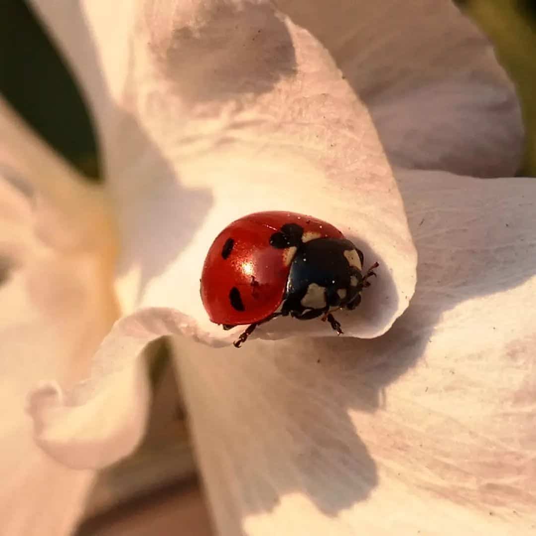 Creating a Habitat for a Ladybug