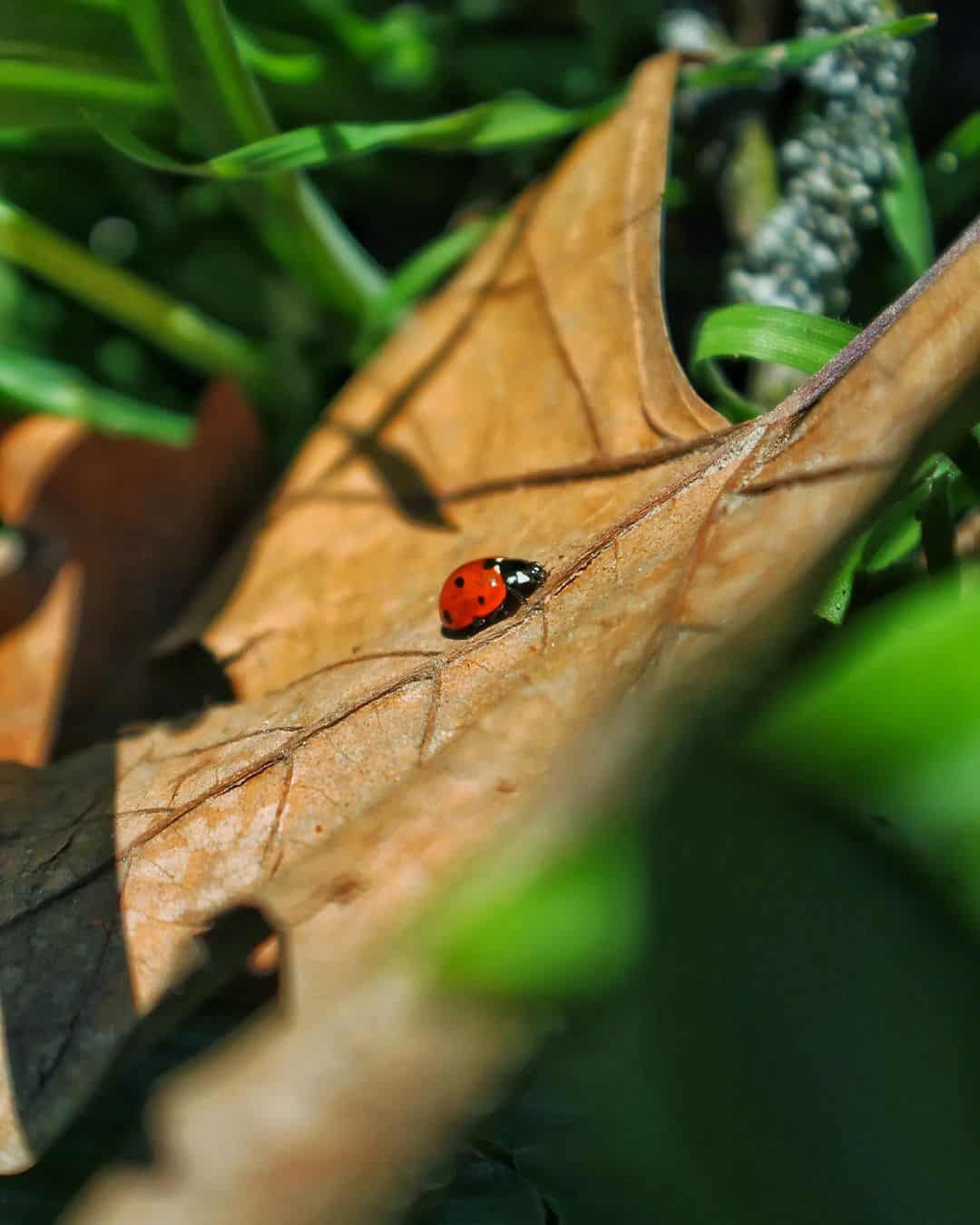 How Do You Keep Ladybugs Alive?