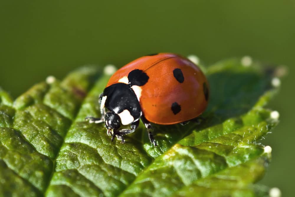 How Long Do Ladybugs Live