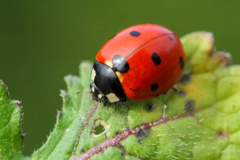 How To Attract Ladybugs