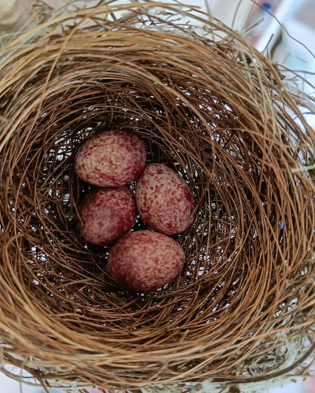 How to Identify House Sparrow Eggs