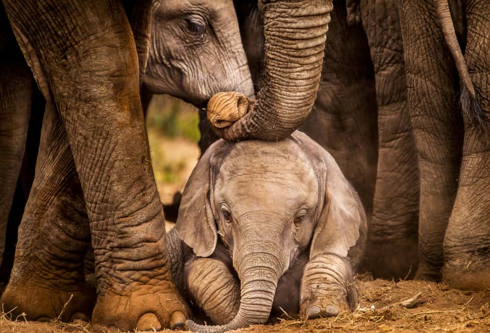 What Are Baby Elephants Called