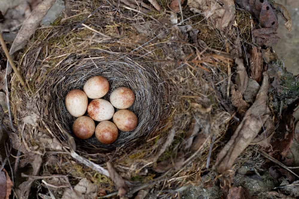 What Do Sparrow Eggs Look Like