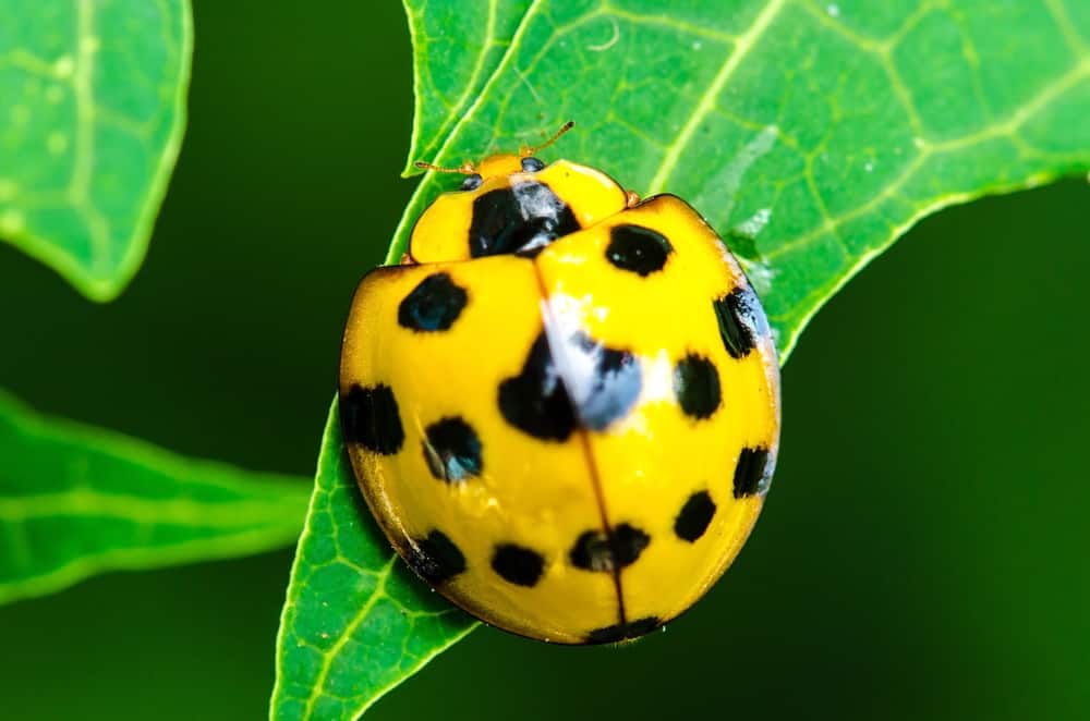 Why Ladybugs Are Called Ladybugs