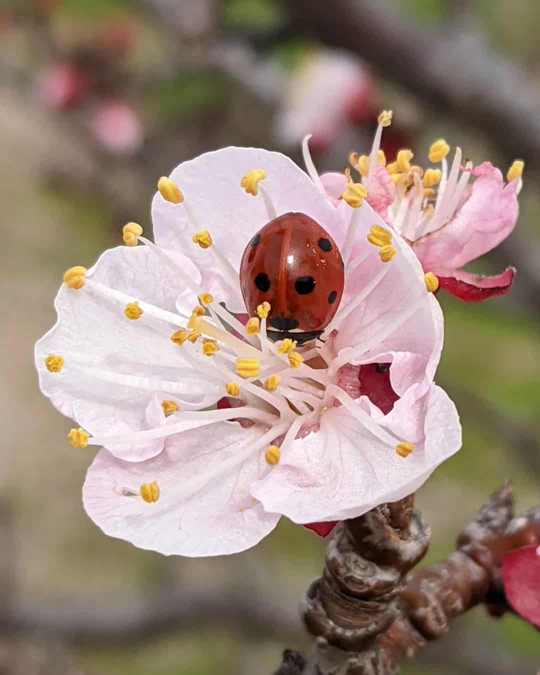 Why Ladybugs are Called Ladybugs