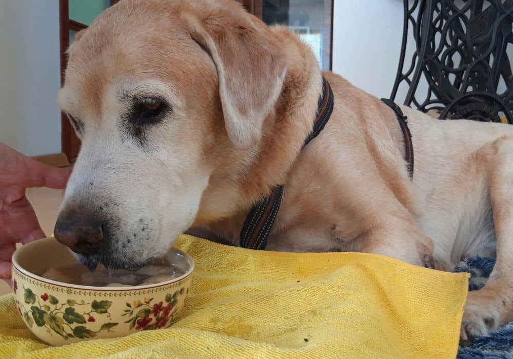 Top Foods To Give Your Senior Dog 