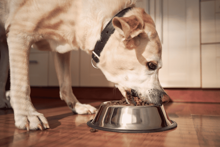What Is the Best Thing to Feed an Old Dog?