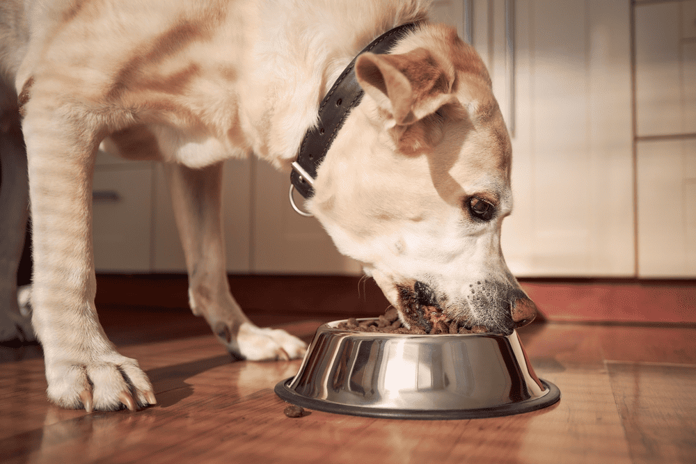 What Is the Best Thing to Feed an Old Dog?