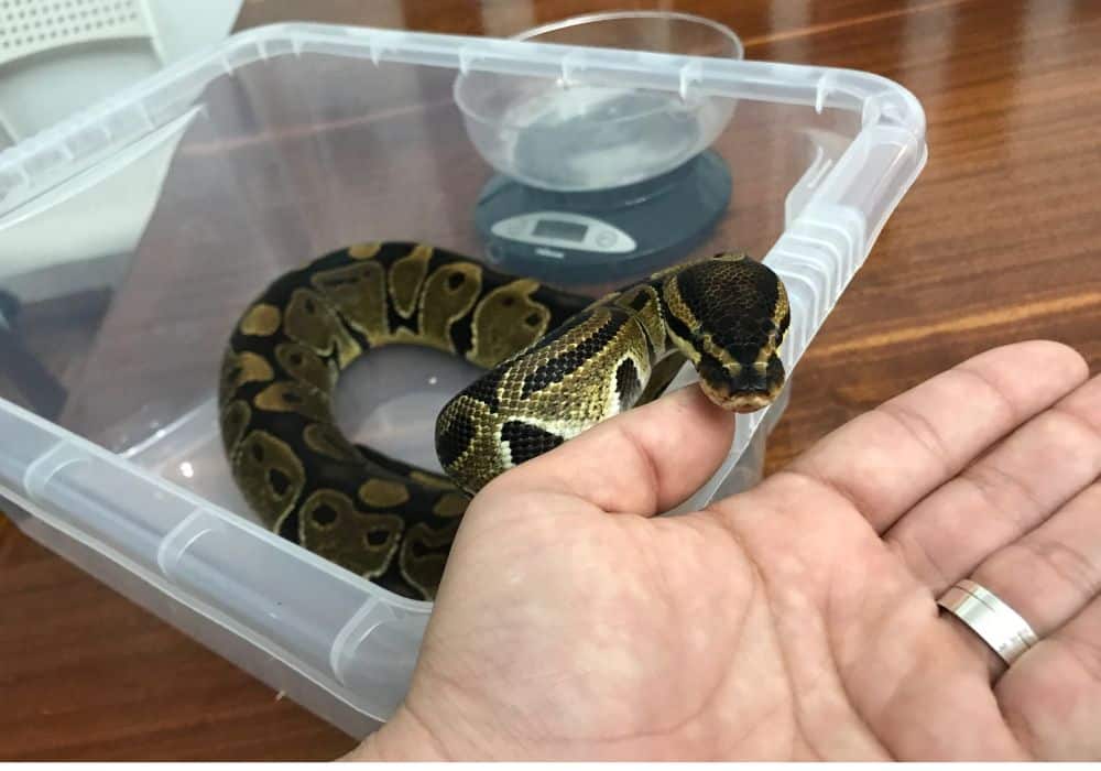How To Care For Your Snake?