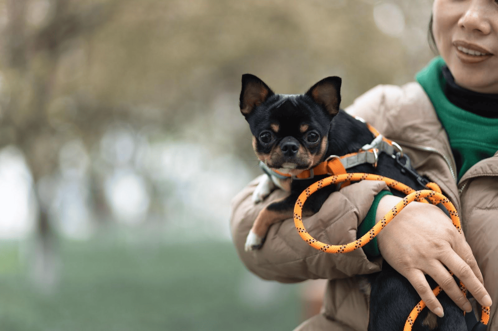I Want a Dog. Will It Bite? – 12 Dog Breeds That Are Perfect for First-Time Owners