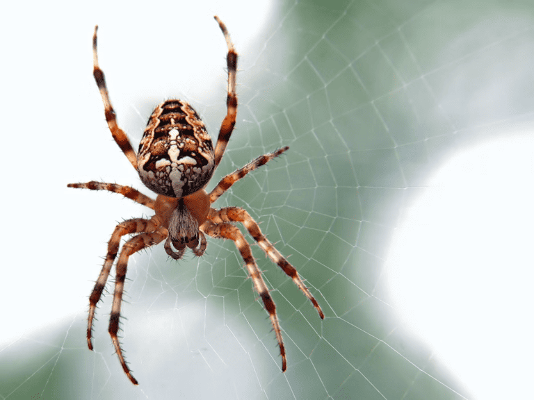 13 Captivating Spider Documentaries Worth Watching
