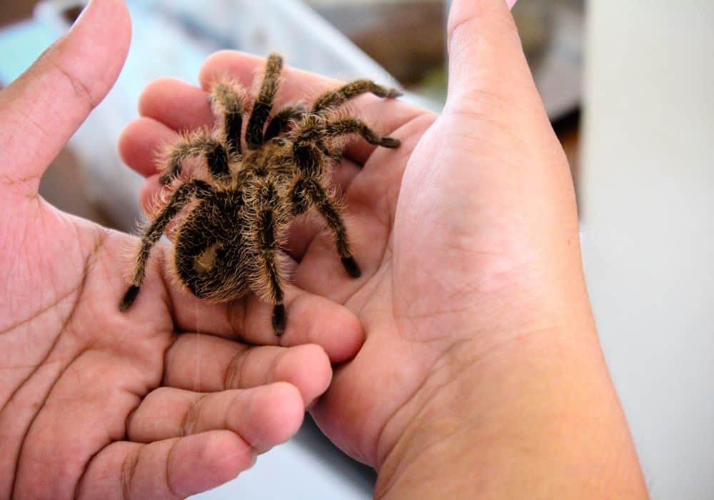 Moving House with Your Tarantula