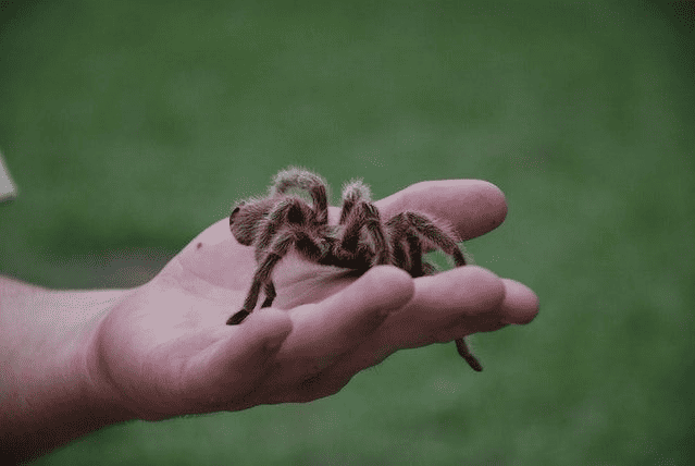 Tips for Moving House with Your Tarantula