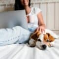 Top 6 Apps For Pet Care