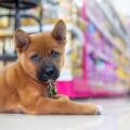 Online vs Physical Stores – Where to Shop for Pets?