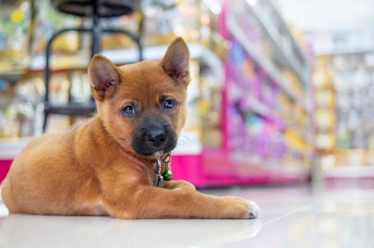Online vs Physical Stores – Where to Shop for Pets?